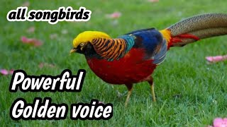 Download lagu “Master Bernyanyi Kenari Terbaik: Audio Kicau Burung Keras dan Jernih mp3 Download lagu “Master Bernyanyi Kenari Terbaik: Audio Kicau Burung Keras dan Jernih mp3