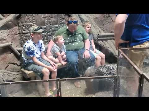 Feeding a Porcupine at Sea Quest(1)