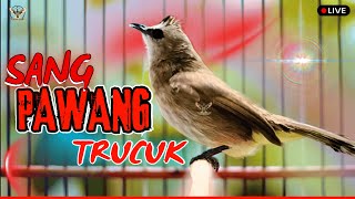 Download lagu 🔴 TRUCUKAN GACOR JUARA ROPEL PANJANG! PANCINGAN / MASTERAN SEGALA BURUNG TRUCUK PASTI NYAUT GACOR mp3