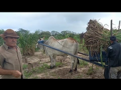 JOÃO DUAL CARREGANDO CAPIM NA FAZENDA PEDRA DE FOGO EM OLIVEDOS PARAÍBA