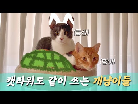 개냥이 둘이 서로에게 껍딱지라면..?