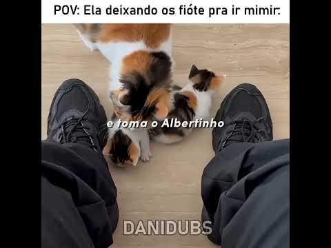 Essa gatinha realmente confia no dono 🥰 #edit #humor #memes #fyp #animals