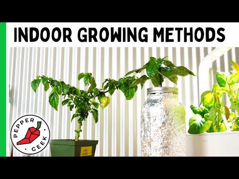 Tips For Growing Peppers Indoors - 5 Methods For Beginners - Pepper Geek