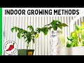 Tips For Growing Peppers Indoors 5 Methods For Beginners Pepper Geek