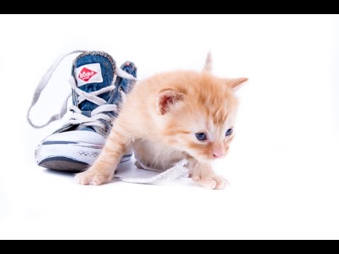 Nur Katzen #06 eine lustige Katze in meinem leben