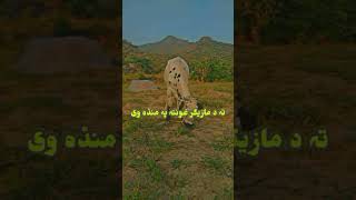 Download lagu tao da mazigar ghonti pa manda oe zohum laka da nowar dar pasi preotama😍 mp3 Download lagu tao da mazigar ghonti pa manda oe zohum laka da nowar dar pasi preotama😍 mp3