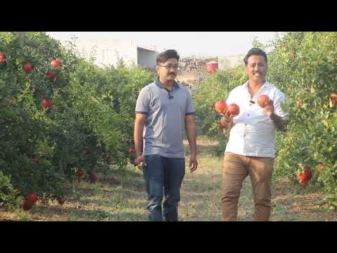 nutriserve fertilizers LLP Pune, 00 42 47, 00 48 47, 00 09 46 , horizon+ , nutridrip