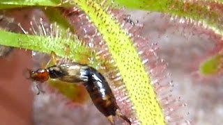 Squirming Earwig in Sundew Flytrap