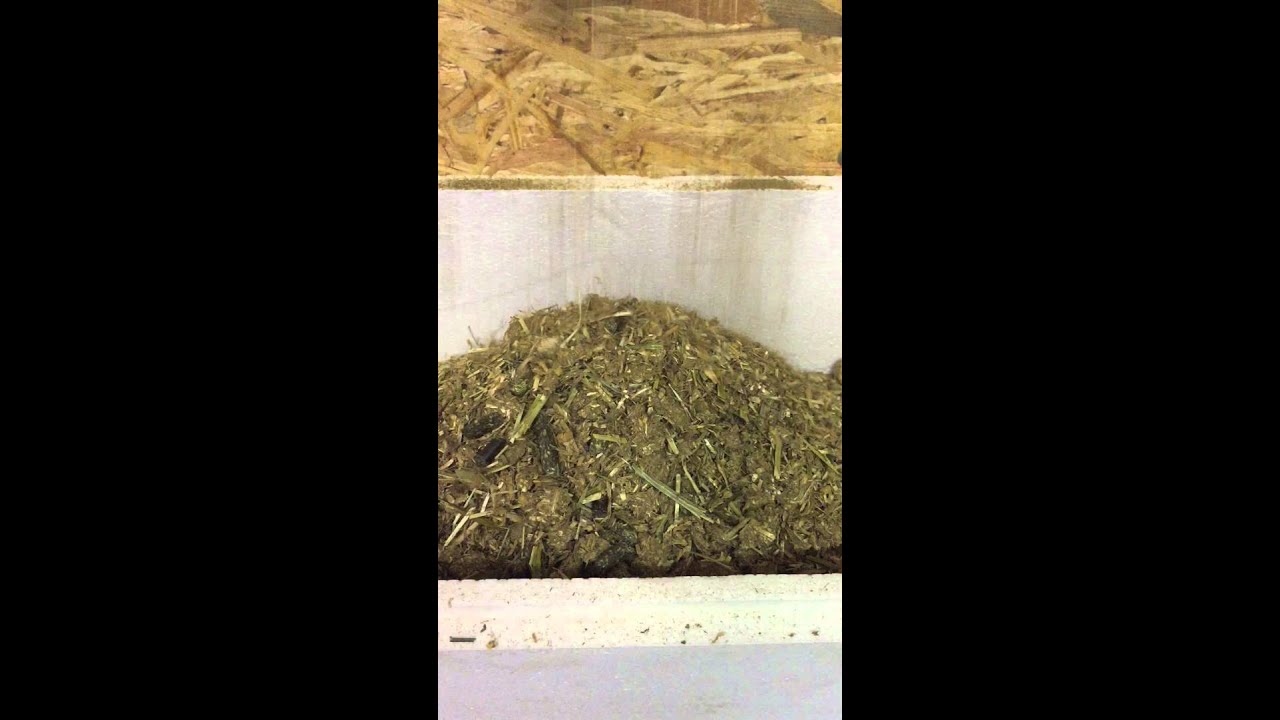 Futterautomat für Rauhfutter