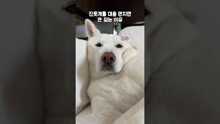 Download lagu 이레를 대충 만지면 안 되는 이유(진돗개) mp3