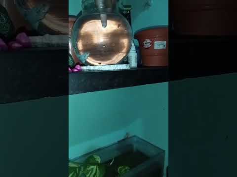 beautiful fighter fish with #beats