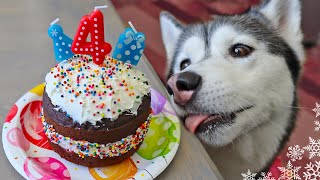 How to Make a Mint Carob Birthday Cake for Dogs 🍰 DIY Dog Treats
