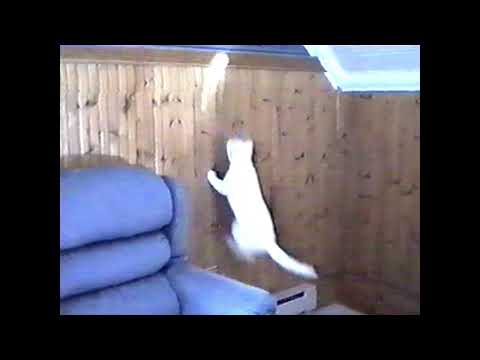 White Deaf Cat Gone Wild Crazy With Light