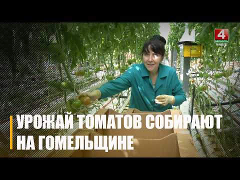 Несмотря на ненастную погоду. Томаты нового урожая собирают на Гомельщине видео
