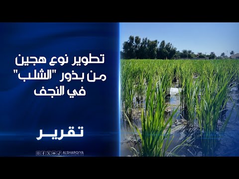 فيديو | باحثون بالنجف يطورون نوعًا هجينًا من بذور "الشِلب" التي تنمو خلال نصف المدة التي تستغرقها الحبوب