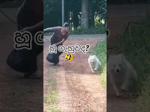 අම්මට ඉතිම් කොල්ලා බල්ලා කියලා නෑ වැරැද්දට😁 #viral #dogs #shorts #trendingshorts