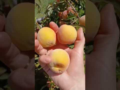 ricos duraznos 🍑 de partir jujuy Argentina TUMBAYA GRANDE