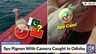 Spy Pigeon With Camera Caught in Odisha