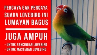 Download lagu Mp3 Ampuh, Suara Pancingan Lovebird agar bunyi ngekek nya bagus mp3