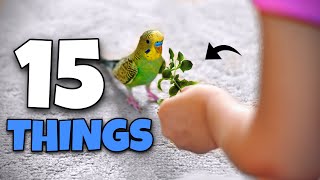 Download lagu 15 Things You NEED for your Bird mp3 Download lagu 15 Things You NEED for your Bird mp3