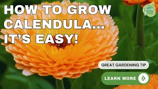 Ask the Experts Calendulas Beginner's Guide to Growing Calendula | Home Garden Success!#garden