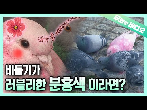 , title : '다음 중 비둘기가 아닌 것을 찾으시오 (정답 : 없음) ┃Find Any of the Following that's not a Pigeon. (Answer: None)'