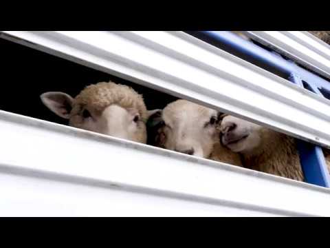 download lagu mp3 mp4 South Australian Livestock Exchange, download lagu South Australian Livestock Exchange gratis, unduh video klip South Australian Livestock Exchange