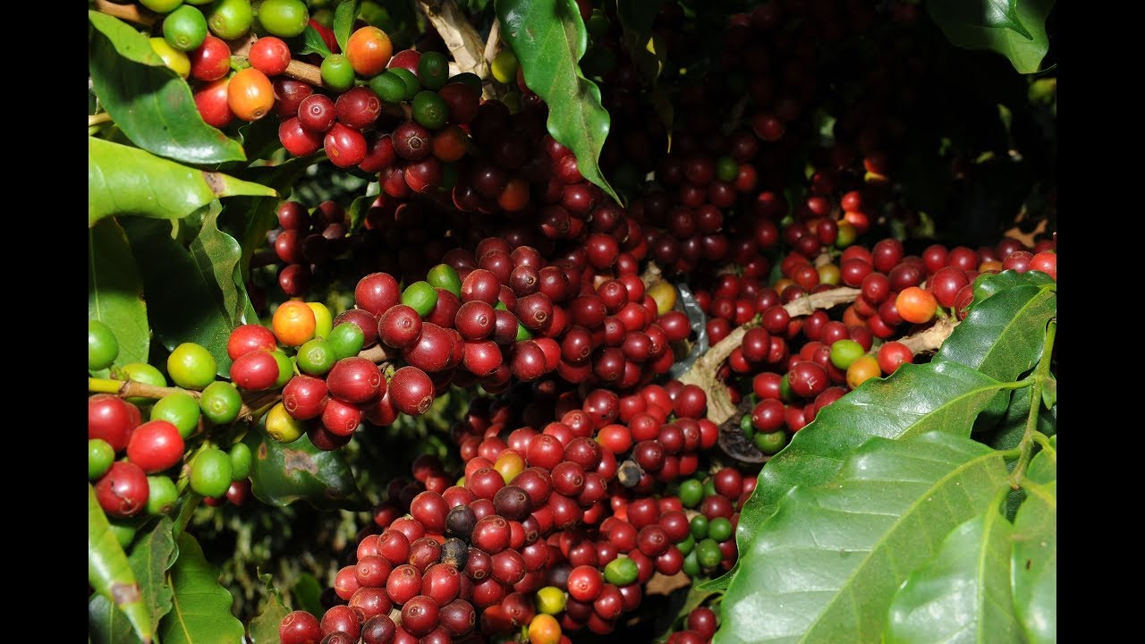 ES Rural: Os segredos do conilon de qualidade do Espírito Santo