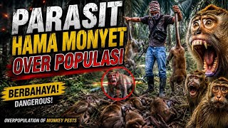 Download lagu HAMA PERUSAK SAWIT DAN KARET HUNTING MONKEY JANTAN  mp3