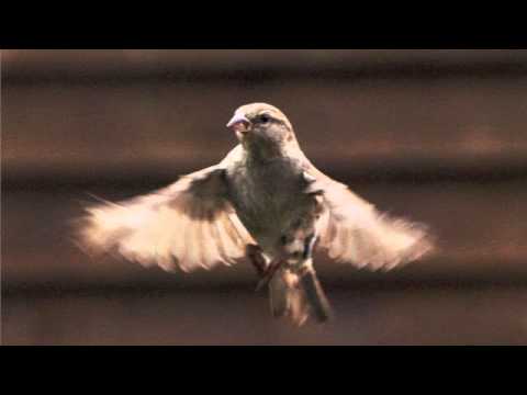 Tin Sparrow--On My Own (Album Version)