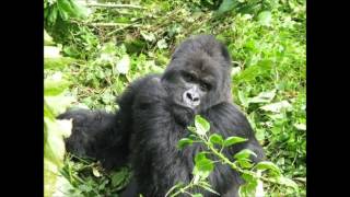 DIANA ROSS IT&#39;S NEVER TOO LATE