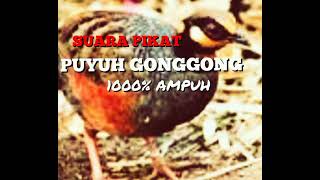 Download lagu Puyuh Gonggong II Suaranya  Paling Menggema II Suara Pikat Paling JITU mp3