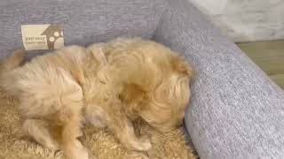 ハーフ犬の動画01