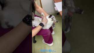 爪切り怖いよー