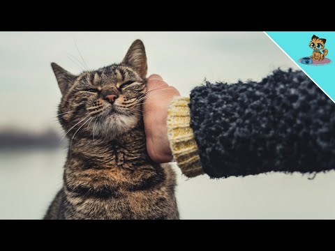 THESE Benefits Your Cat's PURRING Has For YOU! (Unbelievable)