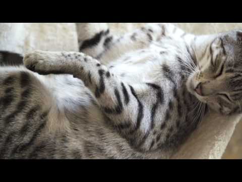 How Cats Clean Themselves Naturally? | Episode 7