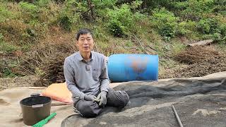 들깨농사.. 오늘 털면서 느낀점과 잘되게 하는 방법은??
