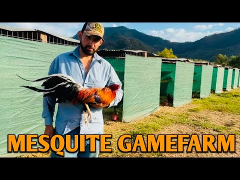 Lemon Sweater Albany Kelso - MESQUITE FARM