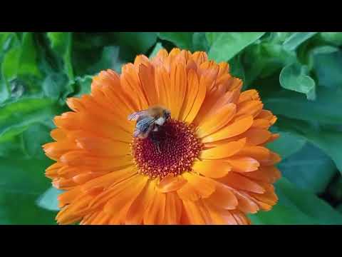 Bumblebees: Nature's Efficient Pollination Partners