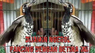 Download lagu ANIS KEMBANG BETINA OM DONO II PANCINGAN ANIS KEMBANG JANTAN AUTO NGEROL mp3