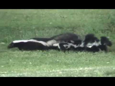 DRUNK SKUNKS