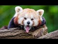 Red Panda Facts: Habitat and Species Revealed | wild animals