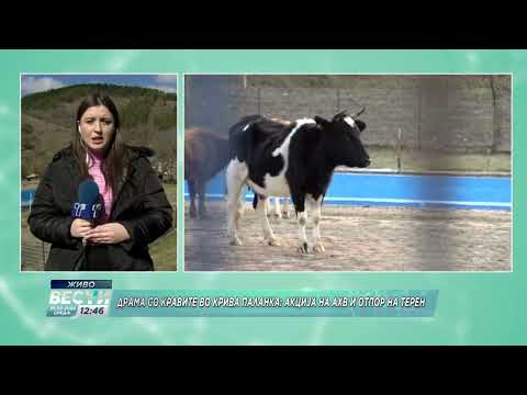 Вестерн сцени во Крива Паланка: Семејство ги брка кравите  за да ги „спаси“од инспекторите на АХВ