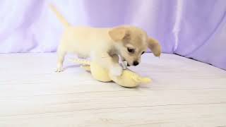 ハーフ犬の動画01