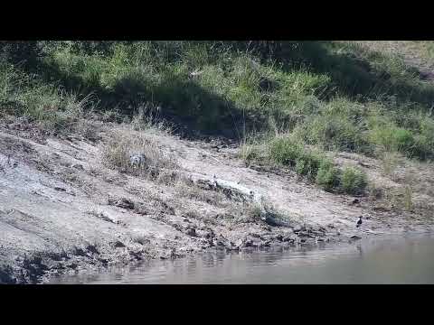 Djuma: Water Thick-knees and Blacksmith Lapwings - 14:08 - 04/23/2023