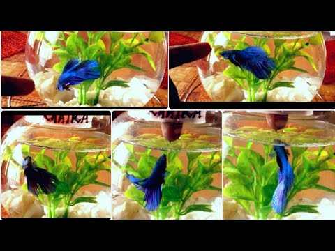how to play with  your betta fish