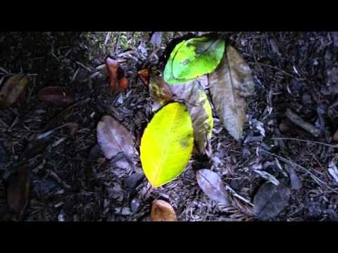 Hokshila-Cosmic ABC (432hz)