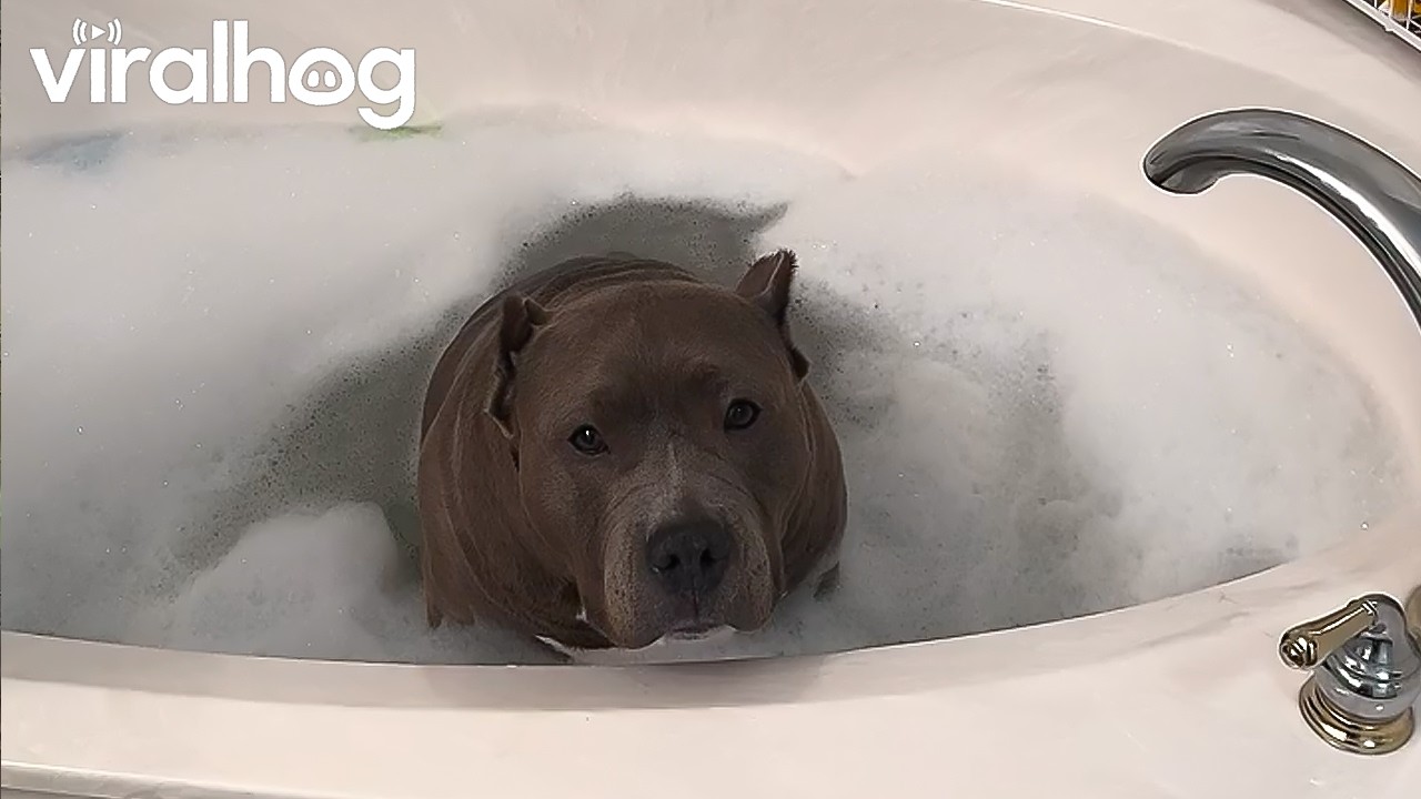 Bubble Bath Bandit || ViralHog