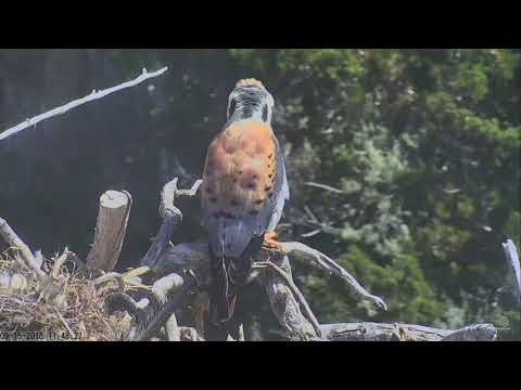 09-15-18 Sauces Canyon eagle's nest; American Kestrel visit with close-ups.
