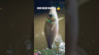 Download lagu Mantap...!! dapat ikan nilem babon di air keruh... #mancingnilem #shrots mp3